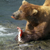 熊が鮭を食べる