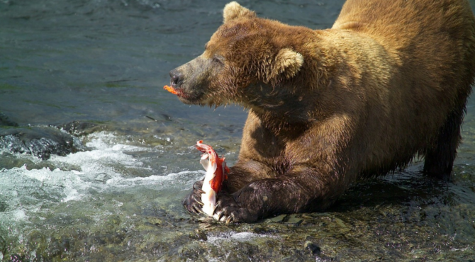 熊が鮭を食べる
